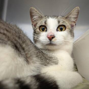 Clairice -  Domestic Short Hair Cat for Adoption in Blairsville, Georgia - Clairice | PetCurious