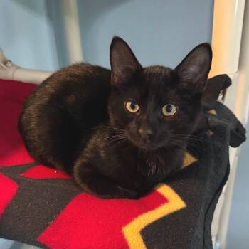 Zuko -  Domestic Short Hair Cat for Adoption in Brownsboro, Alabama - Zuko | PetCurious