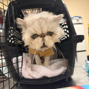 Persian Cats Available for Adoption - Augustus Snowball | PetCurious