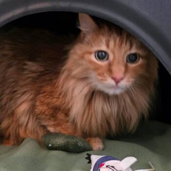 Buddy -  Domestic Long Hair Cat Available for Adoption in Port Angeles, Washington - Buddy | PetCurious