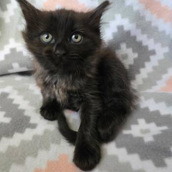 American Shorthair Cats Available for Adoption in Calimesa, California - Jelly | PetCurious