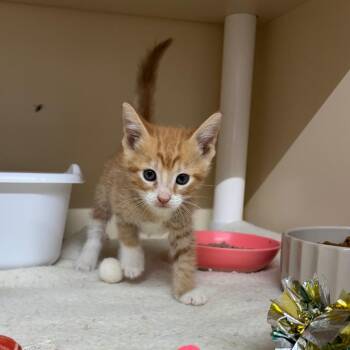 Cowboy -  Domestic Short Hair Cat for Adoption in Hinesville, Georgia - Cowboy | PetCurious