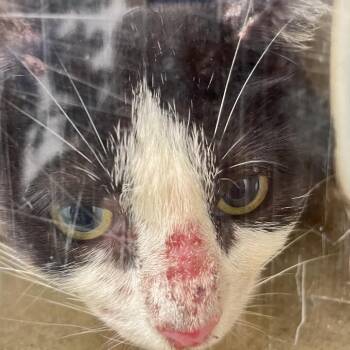 Allison -  Domestic Short Hair Cat for Adoption in Philadelphia, Pennsylvania - Allison | PetCurious