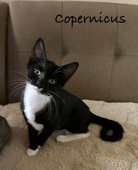 Copernicus -  Domestic Short Hair Cat for Adoption in Maple Shade, New Jersey - Copernicus | PetCurious