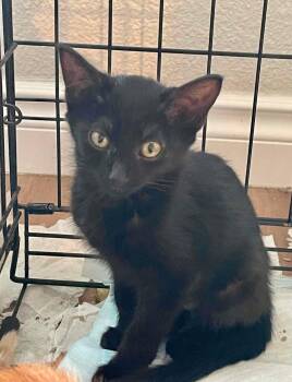 Margarita -  Domestic Short Hair Cat Available for Adoption in Pasco, Washington - Margarita | PetCurious