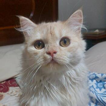 Caramello -  Maine Coon and Himalayan Cat for Adoption in Brampton, Ontario - Caramello | PetCurious