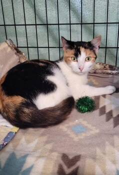 Rescue Domestic Short Hair Cats for Adoption in Warren, Ohio - Penny | PetCurious