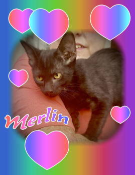 Rescue Domestic Short Hair Cats for Adoption in Piedmont, Missouri - Merlin | PetCurious