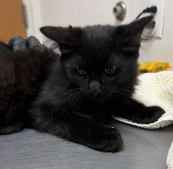 Groove -  Domestic Medium Hair and Domestic Short Hair Cat for Adoption in Eugene, Oregon - Groove | PetCurious