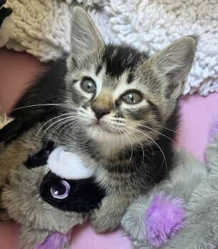 Domestic Medium Hair and Tabby Cats Available for Adoption in Miromar Lakes, Florida - Mickey | PetCurious