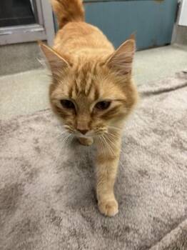 Domestic Medium Hair Cats Available for Adoption in Oklahoma City, Oklahoma - B1 | PetCurious