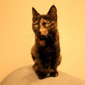 Natasha Fatale -  Domestic Short Hair Cat for Adoption in Topeka, Kansas - Natasha Fatale | PetCurious