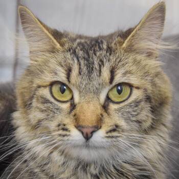 Flower -  Tabby and Domestic Medium Hair Cat for Adoption in Huntley, Illinois - Flower | PetCurious