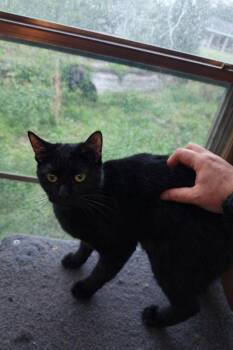 Domestic Short Hair Cats Available for Adoption in Pineville, Louisiana - MeowMeow | PetCurious