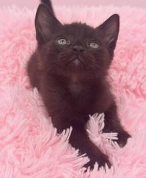 Diglett -  Domestic Short Hair Cat for Adoption in Covington, Louisiana - Diglett | PetCurious