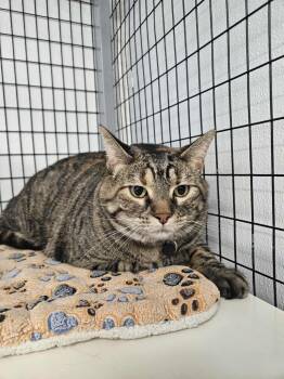 Rescue Domestic Short Hair Cats for Adoption in Republic, Missouri - Pepper | PetCurious