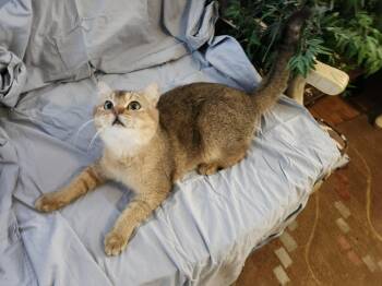 Rescue British Shorthair Cats for Adoption - Scotty | PetCurious