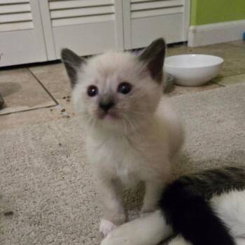 Domestic Short Hair and Siamese Cats Available for Adoption in Grand Rapids, Minnesota - Fluff | PetCurious