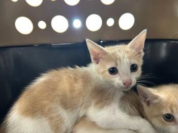 A384473 -  Domestic Short Hair Cat for Adoption in Ocala, Florida - A384473 | PetCurious