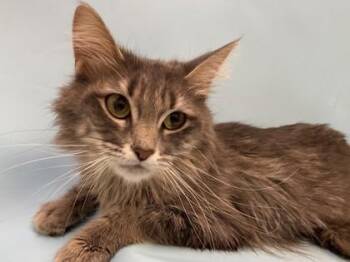Koya -  Domestic Medium Hair Cat for Adoption in Woodbury, Minnesota - Koya | PetCurious
