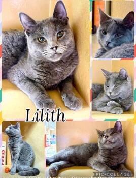 LILITH -  Tabby Cat for Adoption in Lawton, Oklahoma - LILITH | PetCurious