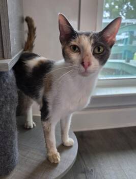Winnifred -  Domestic Short Hair and Dilute Calico Cat for Adoption in Mobile, Alabama - Winnifred | PetCurious