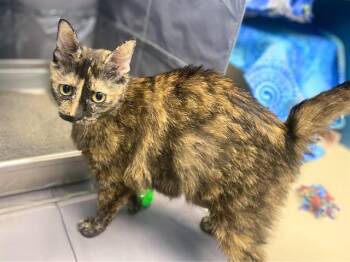 MAMA CASS -  Domestic Short Hair Cat for Adoption in Fort Wayne, Indiana - MAMA CASS | PetCurious