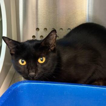 63192 Mama Thorn -  Domestic Short Hair Cat for Adoption in Bend, Oregon - 63192 Mama Thorn | PetCurious