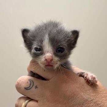 Biscotti (Half Dozen) -  Domestic Short Hair Cat for Adoption in Charlotte, North Carolina - Biscotti (Half Dozen) | PetCurious