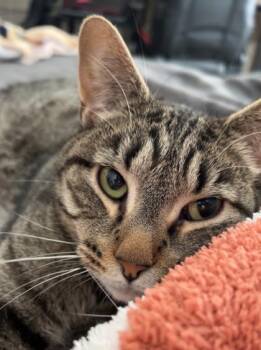 Domestic Short Hair Cats Available for Adoption in Savannah, Georgia - Fozzie (Bonded With Boots) | PetCurious