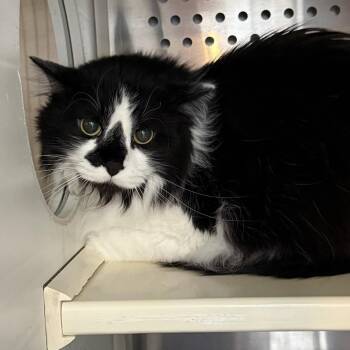 Winston -  Domestic Long Hair Cat for Adoption in Denver, Colorado - Winston | PetCurious