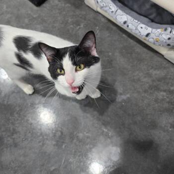Lorenzo -  Domestic Short Hair Cat for Adoption in Fairmont, West Virginia - Lorenzo | PetCurious