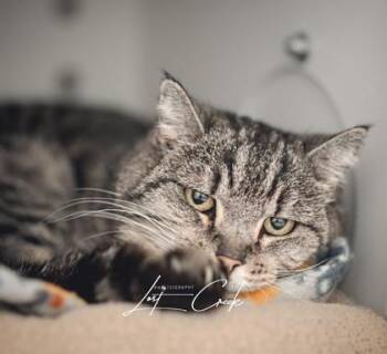 Domestic Short Hair Cats Available for Adoption in Kalispell, Montana - Chester | PetCurious