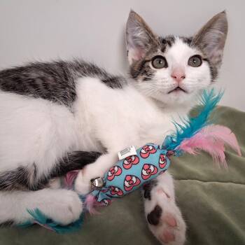Ronan -  Domestic Short Hair Cat for Adoption in Belmont, New York - Ronan | PetCurious