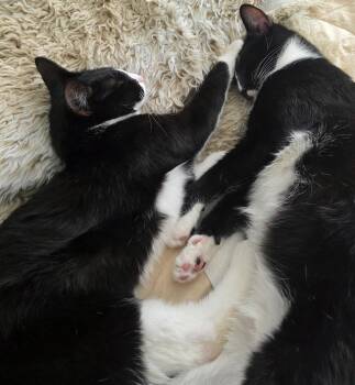 Moppet/Mittens -  Domestic Short Hair Cat for Adoption in New York, New York - Moppet/Mittens | PetCurious