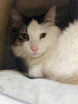 Rescue Domestic Medium Hair Cats for Adoption in Montgomery, New Jersey - Jinx | PetCurious