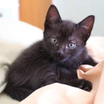 Hunter -  Domestic Short Hair Cat for Adoption in Cumberland, Maine - Hunter | PetCurious
