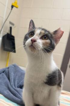 Domestic Short Hair Cats Available for Adoption in Westland, Michigan - Jerri | PetCurious