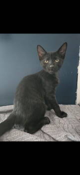 Rescue Domestic Medium Hair Cats for Adoption in West Mifflin, Pennsylvania - Tito | PetCurious