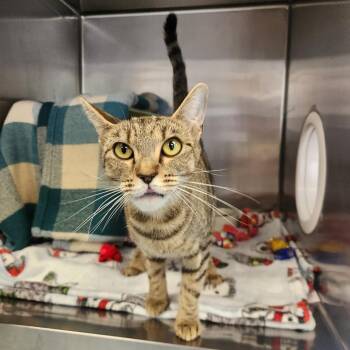 Cleo -  Domestic Short Hair Cat for Adoption in Brockton, Massachusetts - Cleo | PetCurious