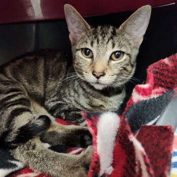 Wifi -  Domestic Short Hair Cat for Adoption in Fort Wayne, Indiana - Wifi | PetCurious