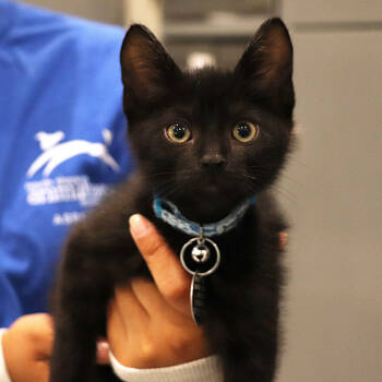 Rescue Domestic Short Hair Cats for Adoption in Port Washington, New York - Darwin | PetCurious