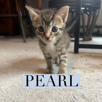 Rescue Domestic Short Hair Cats for Adoption in Berkeley Springs, West Virginia - Pearl *available Sept 15* | PetCurious