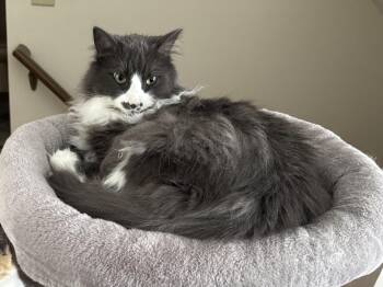 Milo -  Domestic Long Hair Cat for Adoption in Massillon, Ohio - Milo | PetCurious