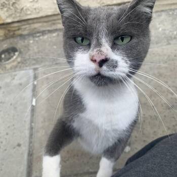 Rescue Domestic Short Hair Cats for Adoption - Jerry | PetCurious