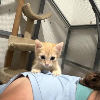 Willamena -  Domestic Short Hair Cat for Adoption - Willamena | PetCurious