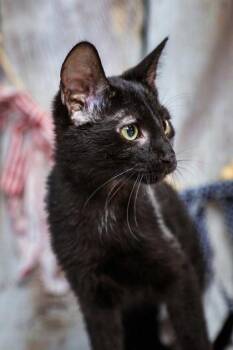 Ripley -  Domestic Short Hair Cat for Adoption in Dothan, Alabama - Ripley | PetCurious