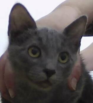 Domestic Short Hair Cats Available for Adoption - Craisin | PetCurious