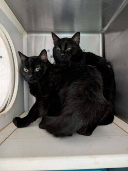 Domestic Short Hair Cats Available for Adoption - Fang - Not At Shelter (Debra) | PetCurious