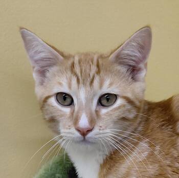Cinnamon -  Domestic Short Hair Cat for Adoption in Eugene, Oregon - Cinnamon | PetCurious